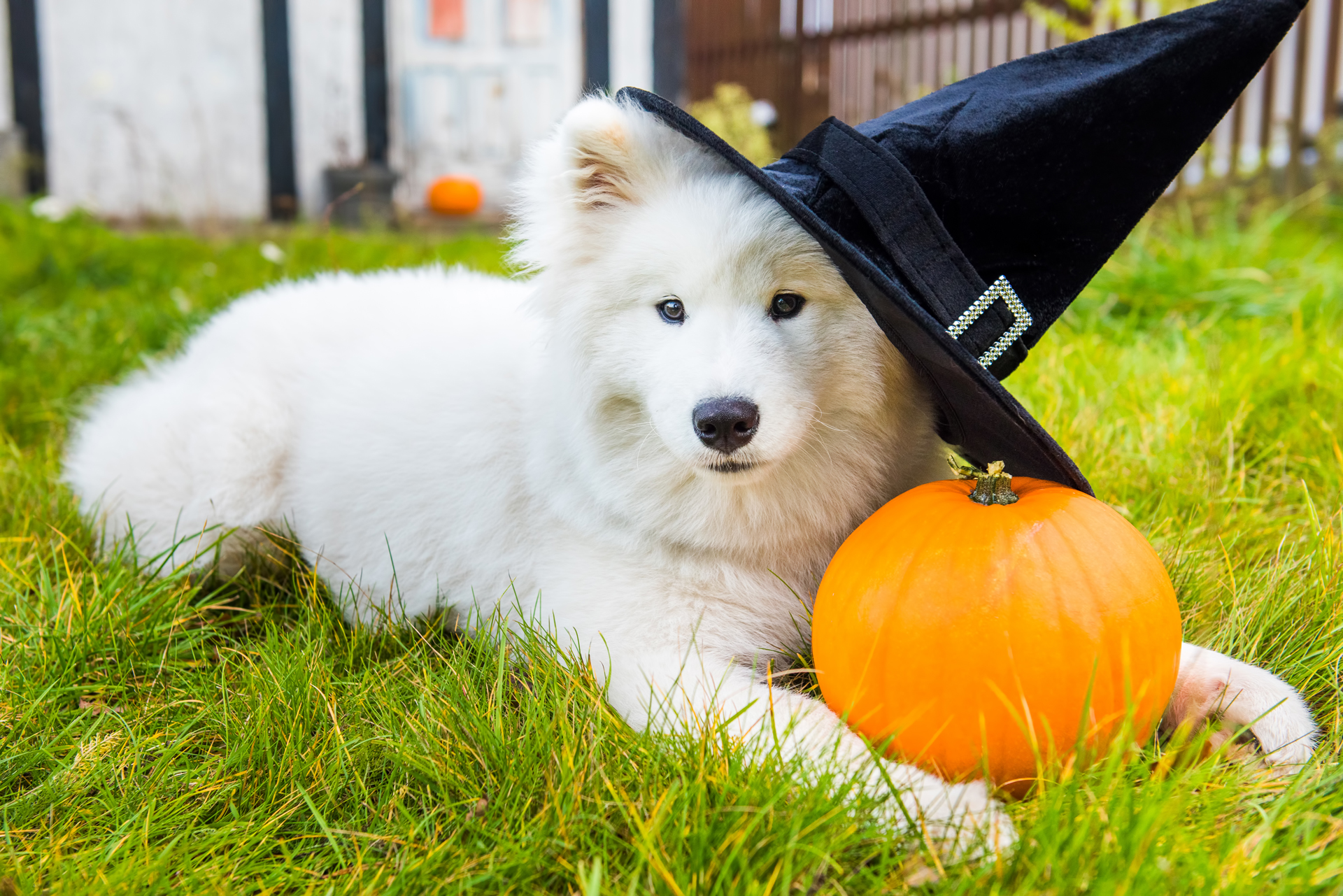 Veterinarian in Lexington, SC 29072 Grace Animal Hospital